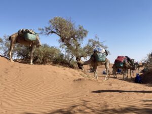marrokanische Sahara