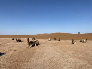 Wüstenreisen Marroko