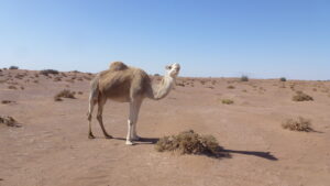 Meditative Wanderungen in der Wüste