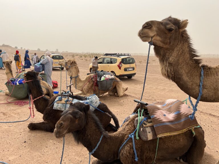 Wüstenwandern geführte Wüstenreise Marokko